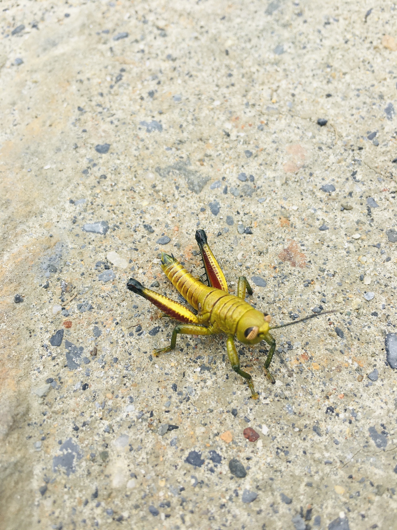 Quitus podocarpus image