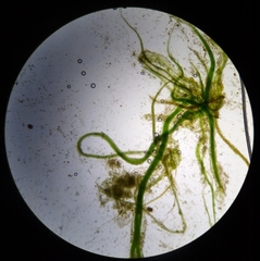 Microcoleus vaginatus