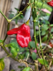 Capsicum baccatum