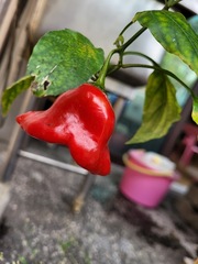 Capsicum baccatum
