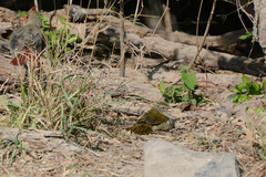 Arremonops rufivirgatus