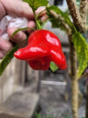 Capsicum baccatum