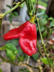 Capsicum baccatum