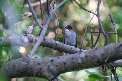 Hemixos castanonotus