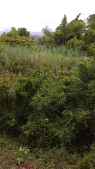 Phragmites mauritianus