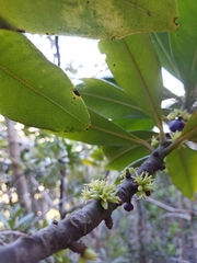 Pleiomeris canariensis image