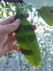 Pleiomeris canariensis image