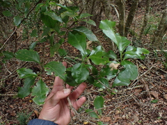 Gymnosporia nemorosa