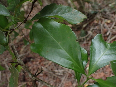 Gymnosporia nemorosa