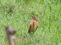 Ixobrychus cinnamomeus