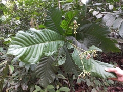 Condaminea corymbosa