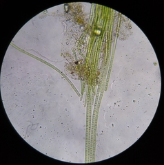 Microcoleus vaginatus