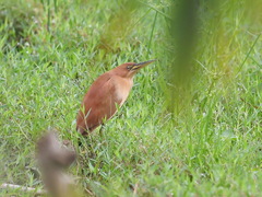 Ixobrychus cinnamomeus