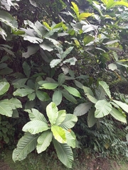 Condaminea corymbosa