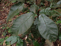 Trichocladus crinitus