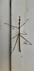 Proscopiidae
