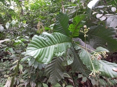 Condaminea corymbosa