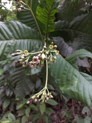 Condaminea corymbosa