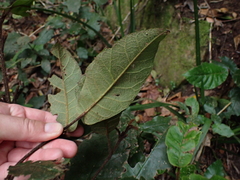 Trichocladus crinitus