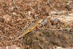 Microlophus bivittatus