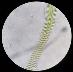 Microcoleus vaginatus