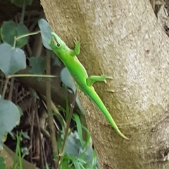 Phelsuma grandis