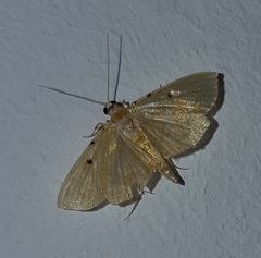 Notarcha