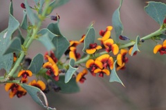 Bossiaea ornata