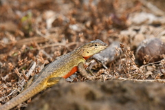 Microlophus bivittatus