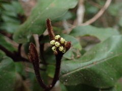 Trichocladus crinitus