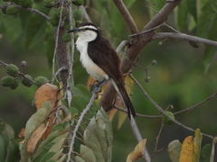 Campylorhynchus griseus