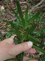 Podocarpus