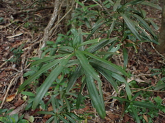 Podocarpus