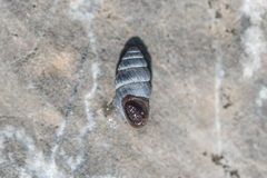 Chondrina kobelti