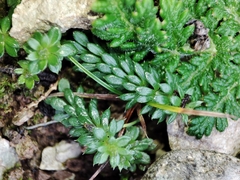 Sherardia arvensis