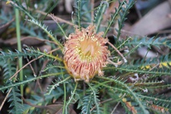 Banksia dallanneyi