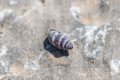 Chondrina kobelti