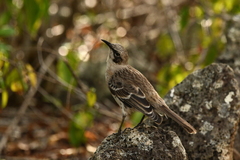 Mimus melanotis