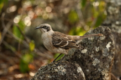 Mimus melanotis