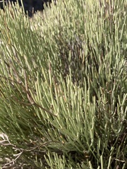 Ephedra fragilis