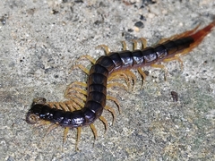Cormocephalus