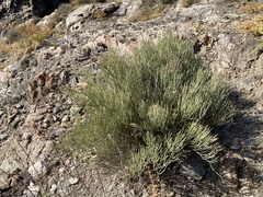 Ephedra fragilis