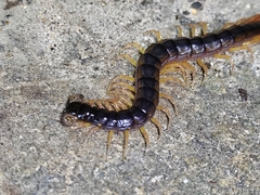 Cormocephalus