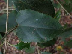 Pyrenacantha scandens