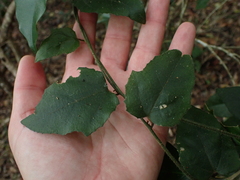 Pyrenacantha scandens