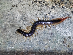 Cormocephalus