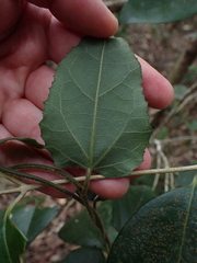 Pyrenacantha scandens