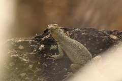 Microlophus bivittatus