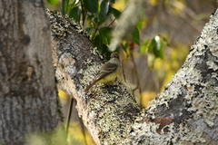 Myiarchus magnirostris