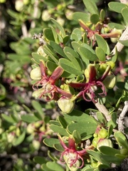 Periploca laevigata angustifolia
